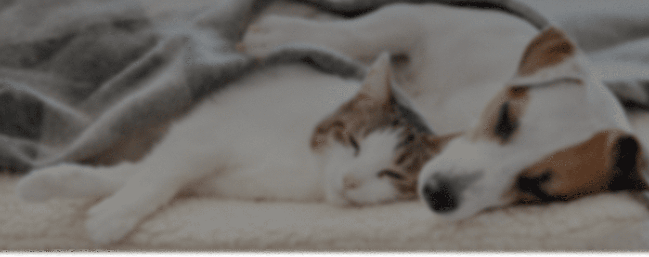 cat & dog laying together