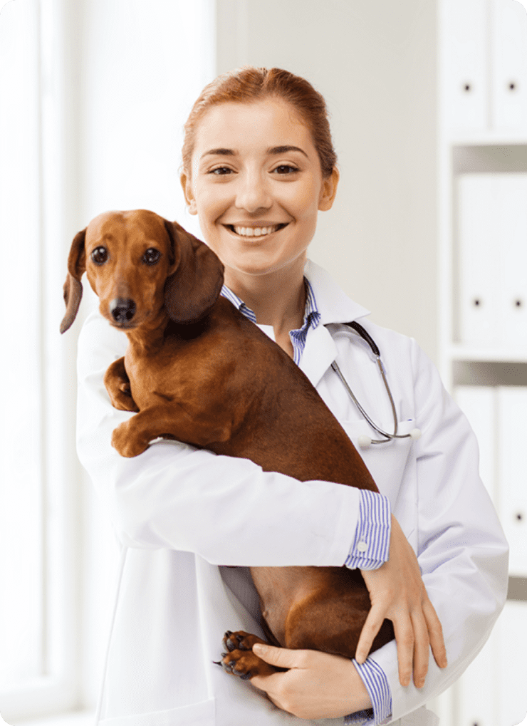 vet holding a dog